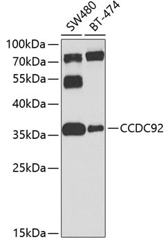 CCDC92 Antibody in Western Blot (WB)