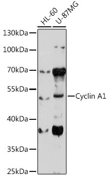 Cyclin A1 Antibody in Western Blot (WB)