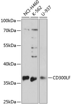 CD300f Antibody in Western Blot (WB)
