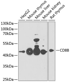 CD8b Antibody in Western Blot (WB)
