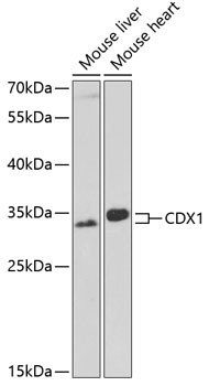 CDX1 Antibody in Western Blot (WB)