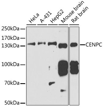 CENPC Antibody in Western Blot (WB)