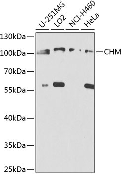 CHM Antibody in Western Blot (WB)