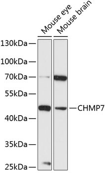 CHMP7 Antibody in Western Blot (WB)