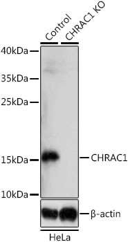 CHRAC1 Antibody in Western Blot (WB)