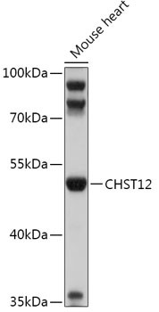 CHST12 Antibody in Western Blot (WB)