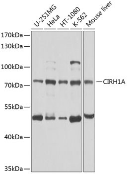 CIRH1A Antibody in Western Blot (WB)