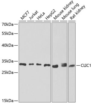 CLIC1 Antibody in Western Blot (WB)