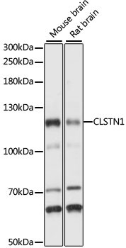 CLSTN1 Antibody in Western Blot (WB)