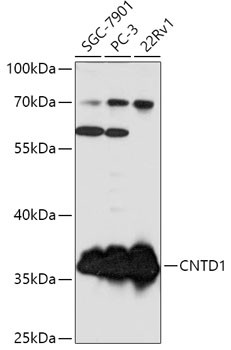 CNTD1 Antibody in Western Blot (WB)