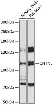 Contactin 5 Antibody in Western Blot (WB)