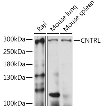 CNTRL Antibody in Western Blot (WB)