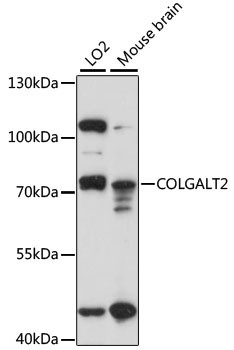 COLGALT2 Antibody in Western Blot (WB)