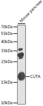 CUTA Antibody in Western Blot (WB)