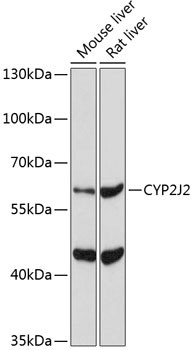 CYP2J2 Antibody in Western Blot (WB)