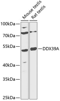 DDX39A Antibody in Western Blot (WB)