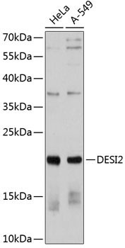 PNAS4 Antibody in Western Blot (WB)