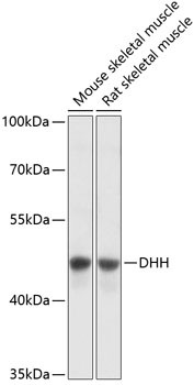 DHH Antibody in Western Blot (WB)