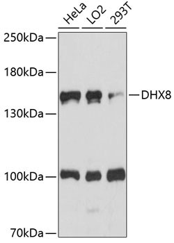 DHX8 Antibody in Western Blot (WB)