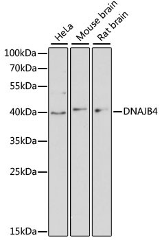 DNAJB4 Antibody in Western Blot (WB)