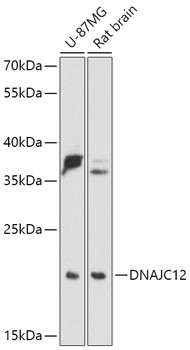 DNAJC12 Antibody in Western Blot (WB)