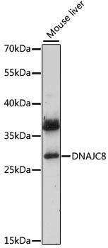 DNAJC8 Antibody in Western Blot (WB)