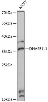 DNASE1L1 Antibody in Western Blot (WB)