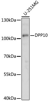 DPP10 Antibody in Western Blot (WB)