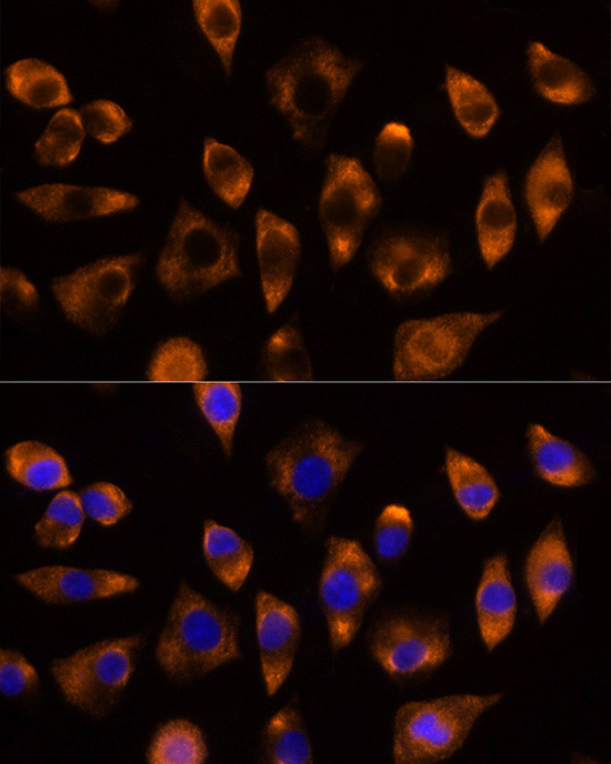 DUSP15 Antibody in Immunocytochemistry (ICC/IF)
