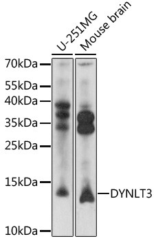 DYNLT3 Antibody in Western Blot (WB)