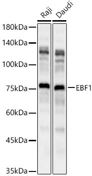 EBF1 Antibody in Western Blot (WB)