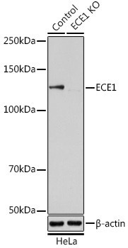 ECE1 Antibody in Western Blot (WB)
