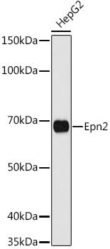 EPN2 Antibody in Western Blot (WB)