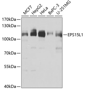EPS15R Antibody in Western Blot (WB)