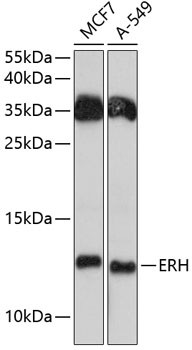 ERH Antibody in Western Blot (WB)