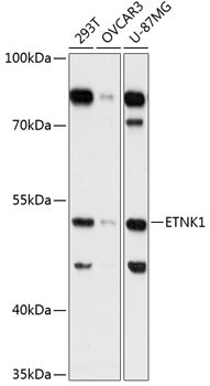 ETNK1 Antibody in Western Blot (WB)
