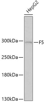 F5 Antibody in Western Blot (WB)