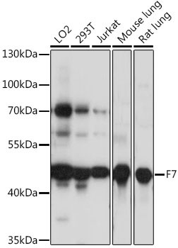 F7 Antibody in Western Blot (WB)