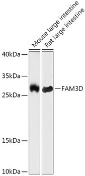 FAM3D Antibody in Western Blot (WB)