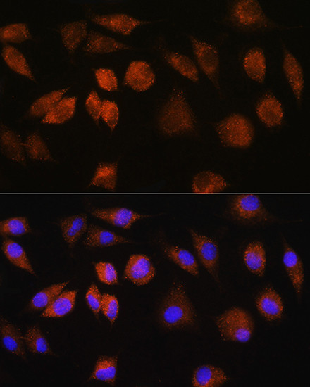 FAM3D Antibody in Immunocytochemistry (ICC/IF)