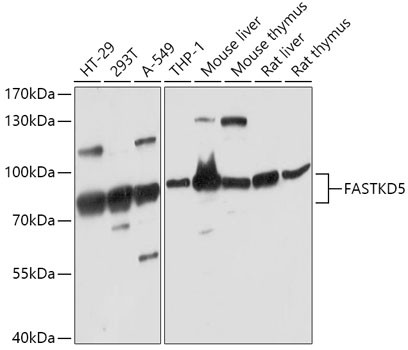 FASTKD5 Antibody in Western Blot (WB)