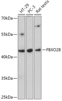 FBXO28 Antibody in Western Blot (WB)