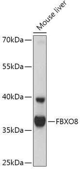 FBXO8 Antibody in Western Blot (WB)