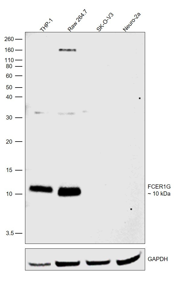 FCER1G Antibody in Western Blot (WB)