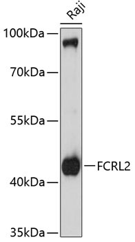 FCRL2 Antibody in Western Blot (WB)