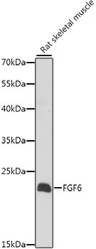 FGF6 Antibody in Western Blot (WB)