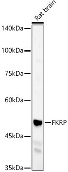 FKRP Antibody in Western Blot (WB)