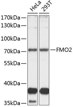 FMO2 Antibody in Western Blot (WB)