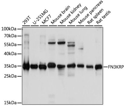 FN3KRP Antibody in Western Blot (WB)