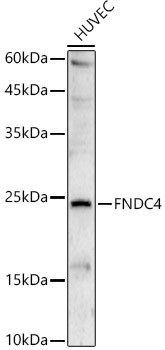 FNDC4 Antibody in Western Blot (WB)